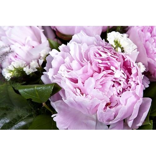 Peony Sensation