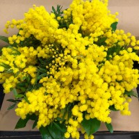 Just Mimosa Just Mimosa