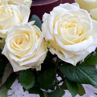 Long Stem White Avalanche Rose